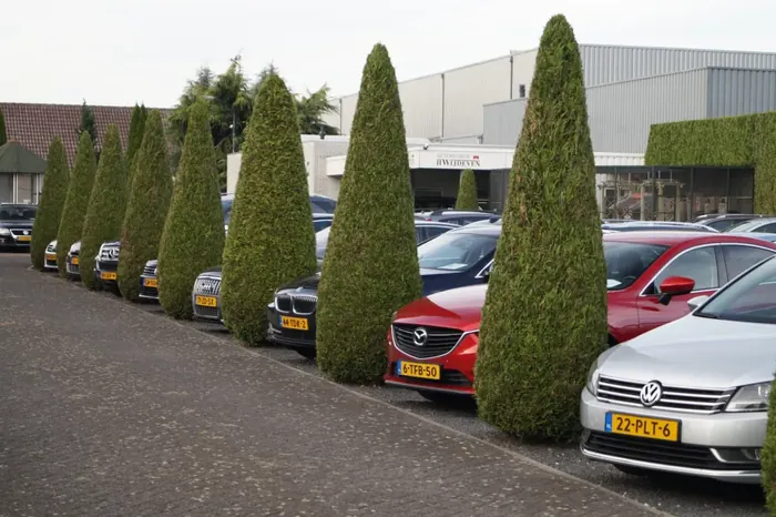 Occasions in een rij tussen de kegelvormige coniferen